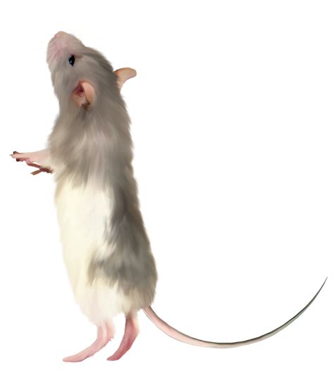 Mouse Png Clipart Picture Free Photoshop Overlays Clip Art Funny