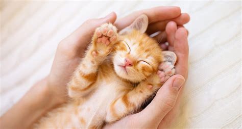Everything You Need To Know To Foster Kittens Bechewy