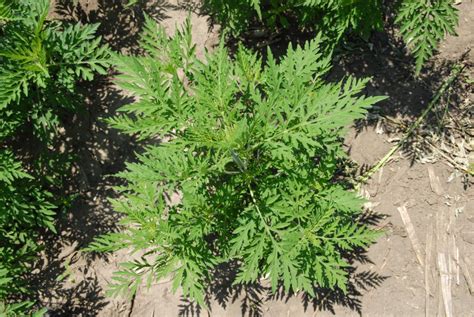 Ragweed starts to release pollen in august, with maximum concentrations and high risk of allergic reactions between august 25 and 30. Reducing Ragweed in Pastures | CropWatch | University of ...
