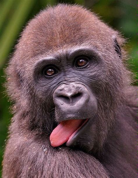 Baby Animals Pictures Funny Animals Cute Animals Chimp Orangutan