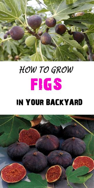 We did not find results for: How to Grow Fig Tree at Home, A Growing Guide - Everything ...
