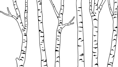 Birch Tree Black And White Png Illustration 8513981 Png