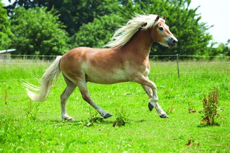 The Breed A Z The Ultimate Guide To Pony Breeds Pony Magazine Pony