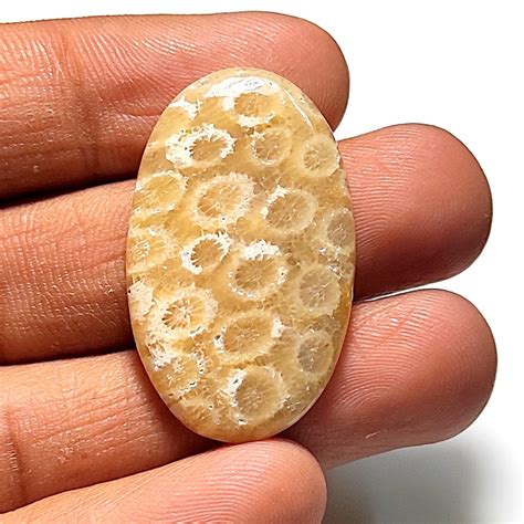 31 Ct 100 Natural Fossil Coral Gemstone Splended Cabochon Etsy