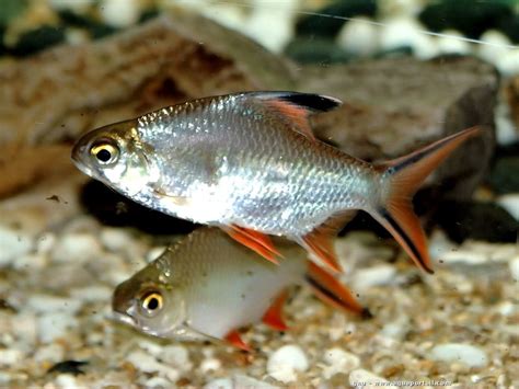 Red Tail Barb Freshwater Aquarium Fishes And Plants Pinterest