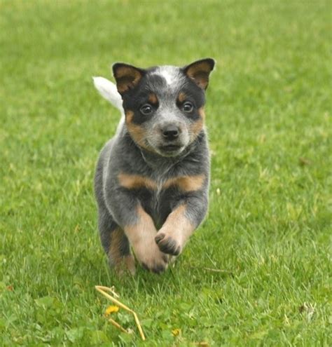 Seasoned trainers brian kilcommons and sarah wilson offer techniques for developing basic puppy skills that will get your training program off to a successful start. Breeds Dog: Blue Heeler Dog Training and Activities