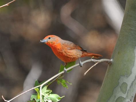 The Online Zoo Hepatic Tanager