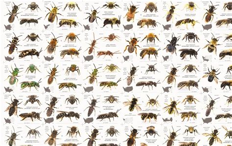 Types Of Honey Bees Honey Bee Pictures Orchard Bees Different Bees Mason Bees Carpenter Bee