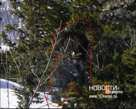 Rmso Bigfoot Russian Yeti Appears Wounded Several High Resolution Photos