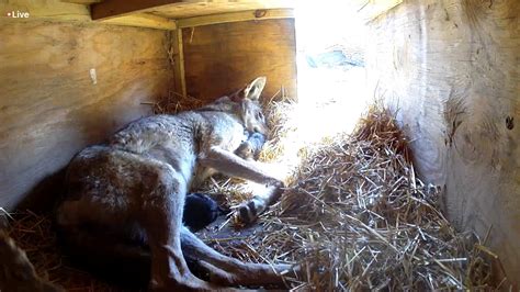 Litter Of 6 Rare Red Wolf Pups Born At South Dakota Zoo Pet Rescue