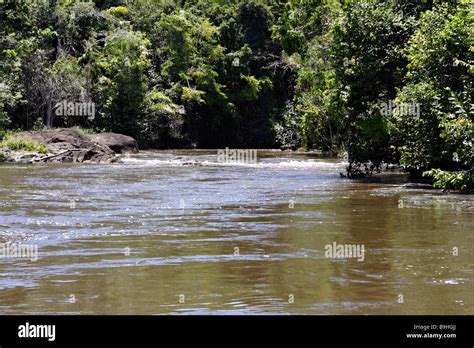 River In Ecoparque De Una Atlantic Rainforest Mata Atlântica Bahia