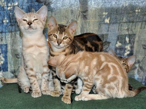 Bengal spots also vary in color, from rust or cocoa and chocolate brown to charcoal or black. Snow Bengal male kitten, Mike (tri-colored marbled Bengal ...