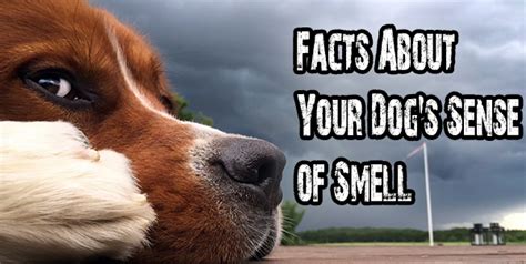 Facts About Your Dogs Sense Of Smell Dogs Addict