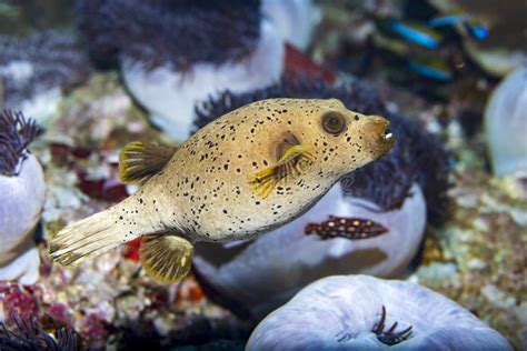 Pufferfish While Scuba Diving The Coral Reef In Thailand Stock Photo