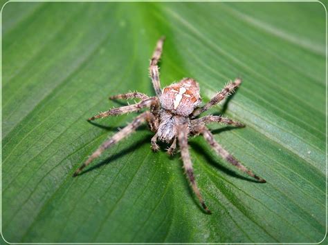 Barn Spider Wallpapers Fun Animals Wiki Videos Pictures Stories