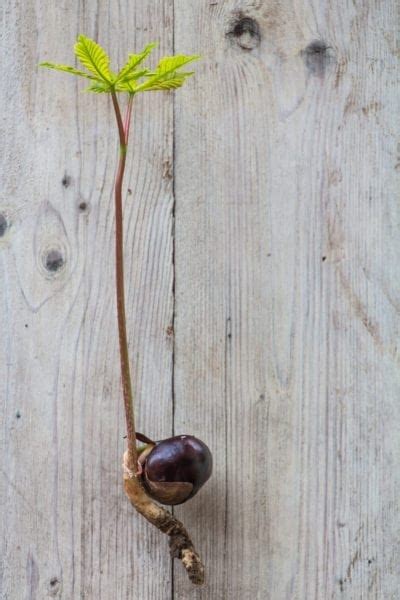 Planting Horse Chestnut Conkers How And When To Plant