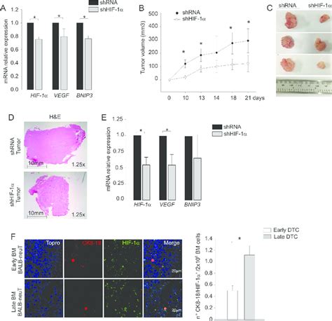 Hif Is Required For Dtc Tumorigenicity A Hif Vegf And Bnip