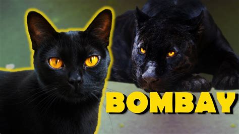 Bombay Cat Breed The Panther Like Cat Youtube