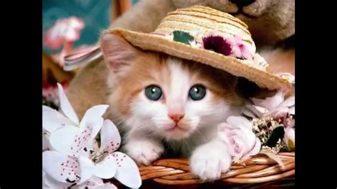 Download the most adorable kitten pictures and images for free! 50 Pictures Of The Most Cute Cats and Kittens - YouTube
