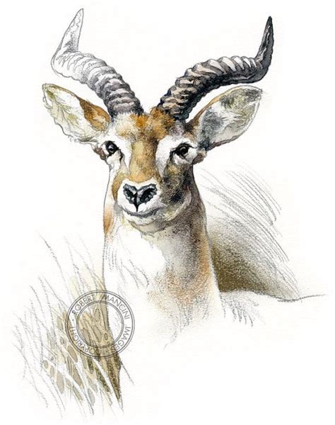 Ugandan Kob Wildlife Art Nature Print Of Original Artwork