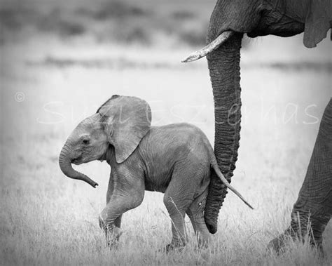 Safari Baby Animals Set Of 4 Black And White Photos 8 X 10 Elephant