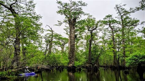 2600 Year Old Trees Were Found In Bladen County