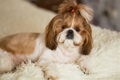 Shih Tzu Puppy Cut Images Us Pets Love