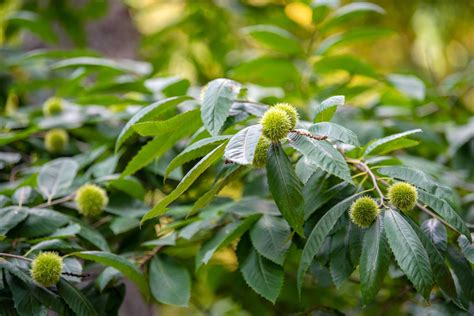 Which Trees Produce Spiky Round Balls Heres How To Identify Them