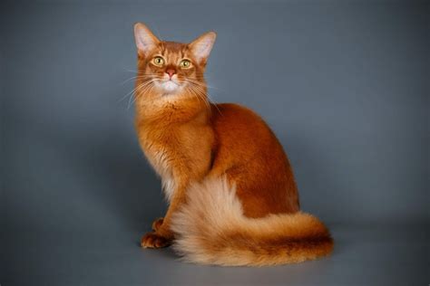 Feline 411 All About The Somali Cat Cattitude Daily