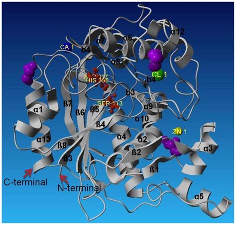 Crystal Structure Of L2 Lipase Shape 2 Download Scientific Diagram