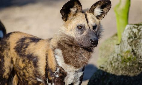 African Wild Dog Endangered Species Endangered Wonders