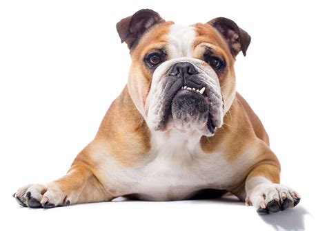 5 Types Of Bulldogs For Families