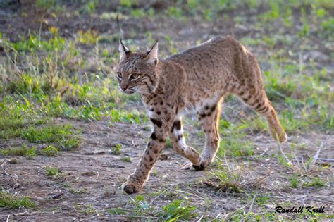 Wild Cats In Texas Hill Country