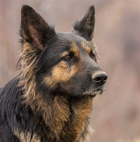 Unfortunately, a lot of german shepherd allergies arise from commercial dog food. Your Complete Guide To The Best Shampoo For German ...