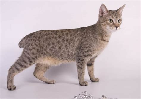 American Bobtail Breed Profile Cat World