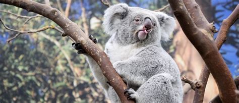 Should Koalas Be Declared An Endangered Species Flipboard