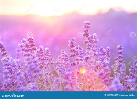 Lavender Bushes Closeup On Sunset Sunset Gleam Over Purple Flowers Of