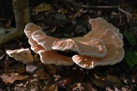 High Virginia Outdoors Edible Autumn Mushrooms
