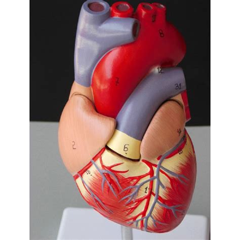 Informally, any sloping line is called diagonal. Human Heart Model Anatomical Anatomy Teaching Model Science Teaching Resources | eBay