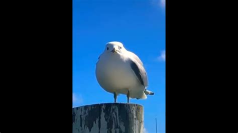 Bass Boosted Screaming Seagull But Just The Scream Youtube