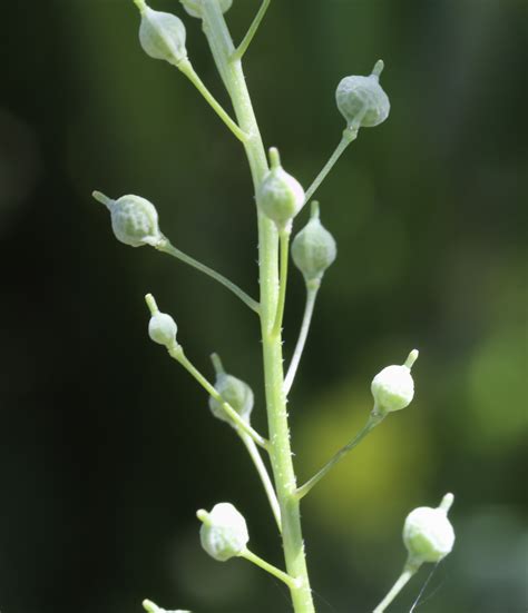 https://www.teline.fr/fr/photos/brassicaceae/neslia-paniculata-subsp.-thracica