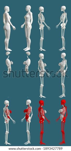 12 Hires Renders 1 Womans Body Stock Illustration 1893427789 Shutterstock
