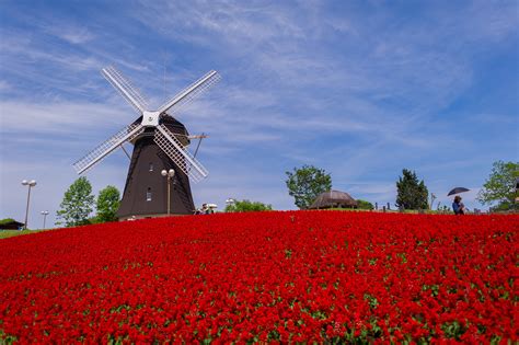 Flower Red Field Windmill Mill Wallpapers Hd Desktop And Mobile