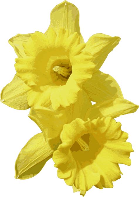 Daffodil clipart big flower, Daffodil big flower Transparent FREE for download on WebStockReview ...