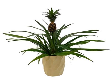 You Can Get A Pineapple Plant From Home Depot And Theyll Deliver It To