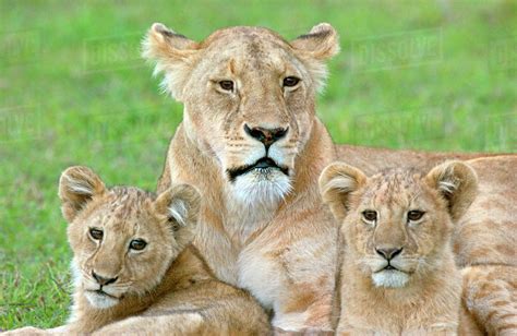 Lioness And Two Cubs East Africa Tanzania Ngorongoro Crater Stock