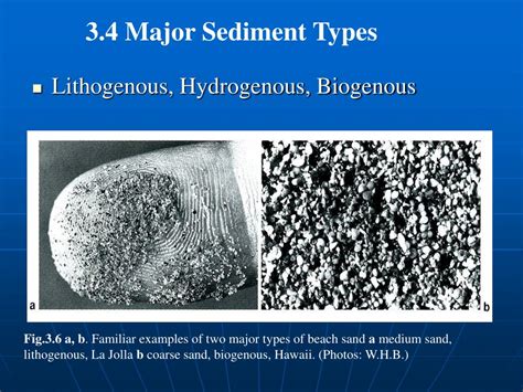 Once buried, biogenous sediments tend not to dissolve (or do so slowly and incompletely). PPT - Chapter 3. Sources and composition of Marine Sediments PowerPoint Presentation - ID:6237008