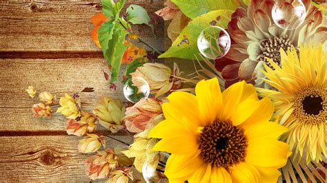 Fall Flowers Wallpapers 65 Background Pictures