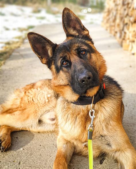 14 Facts About German Shepherd Dogs Petpress