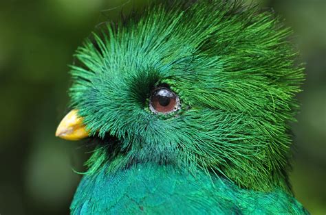 Certified Fangirl — Avianawareness Resplendent Quetzals The Rare